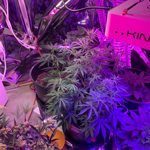 Sour Kush (Autoflower) growlog photo: Growing quickly!!