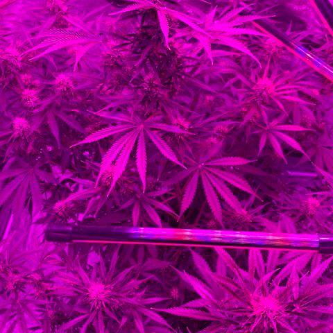 Sour Kush (Autoflower) growlog timeline photo