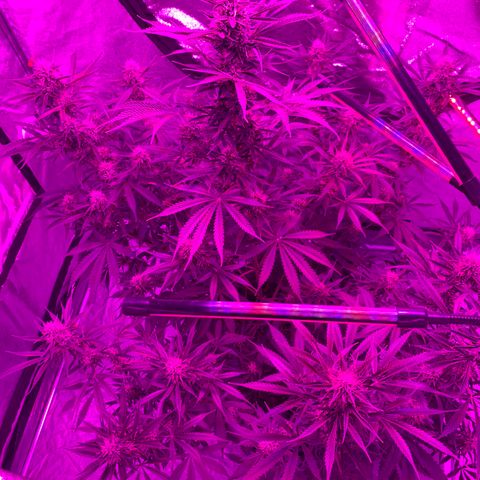 Sour Kush (Autoflower) growlog timeline photo