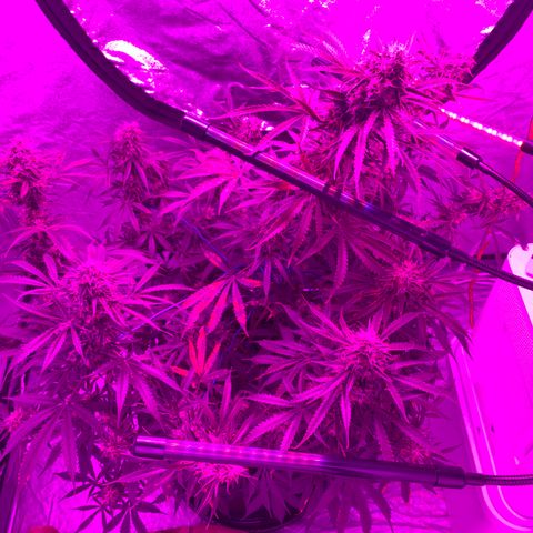 Sour Kush (Autoflower) growlog photo: Almost Time I’m trying to think how I can flush this girl, without trying to move her?