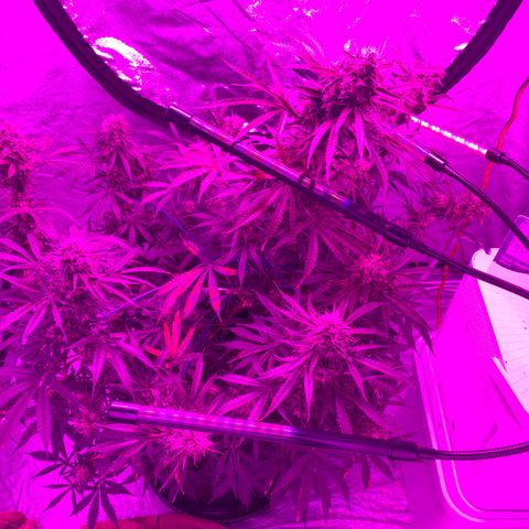 Sour Kush (Autoflower) growlog photo: Almost Time I’m trying to think how I can flush this girl, without trying to move her?