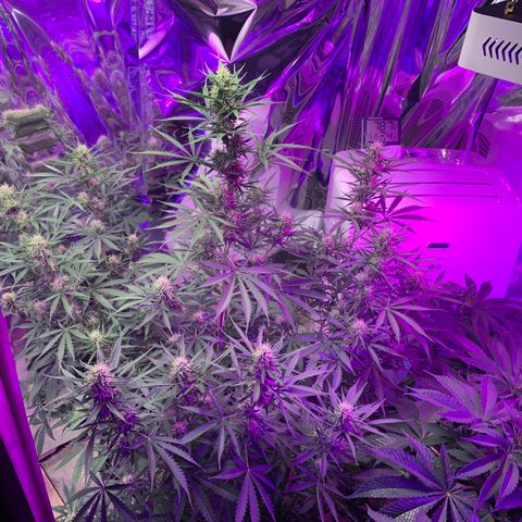 Sour Kush (Autoflower) growlog photo: Coming along nicely!! I hope the enzymes are working!!
