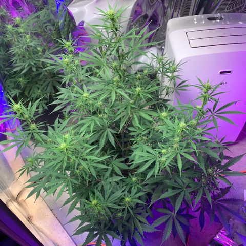 Sour Kush (Autoflower) growlog photo: Flowering Time!