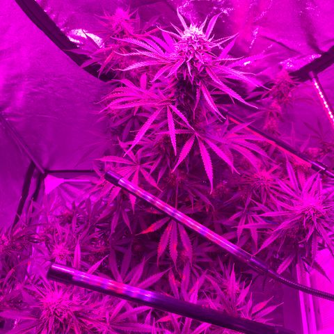 Sour Kush (Autoflower) growlog photo: 2-3 more weeks can’t wait until harvest!