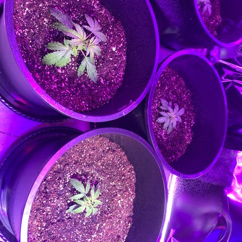 Sour Kush (Autoflower) growlog photo: These 3 ladies are chillen enjoying the light after a small mist in the morning!!!