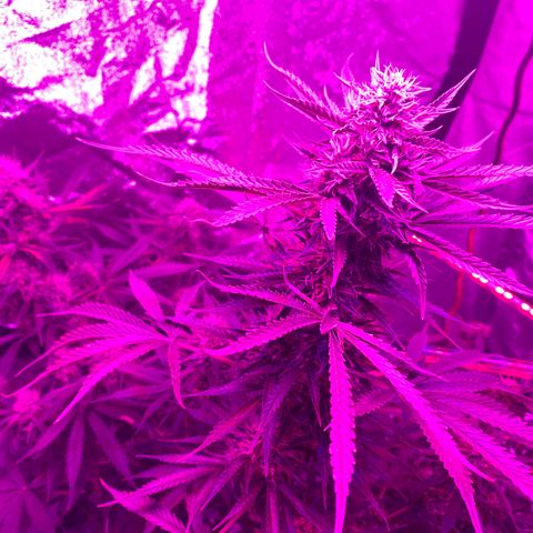 Sour Kush (Autoflower) growlog photo: 2-3 more weeks can’t wait until harvest!