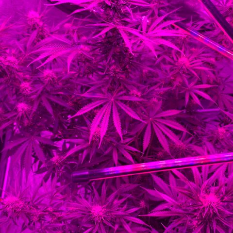 Sour Kush (Autoflower) growlog timeline photo
