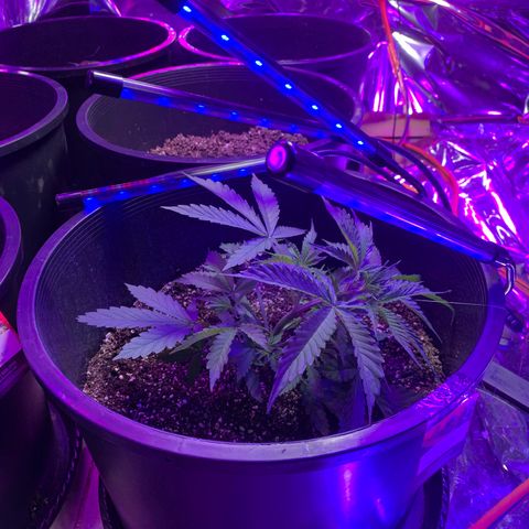 Sour Kush (Autoflower) growlog photo: One of the three has grown a thick stem so I have started LST on it already!