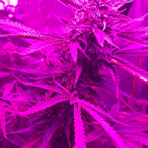 Sour Kush (Autoflower) growlog photo: 2-3 more weeks can’t wait until harvest!
