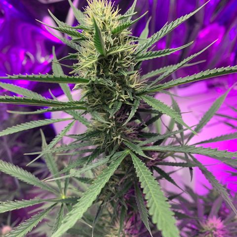 Sour Kush (Autoflower) growlog photo: Coming along nicely!! I hope the enzymes are working!!
