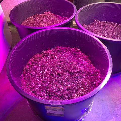 Sour Kush (Autoflower) growlog photo: All 3 seedlings have been successful transferred to their final homes!!