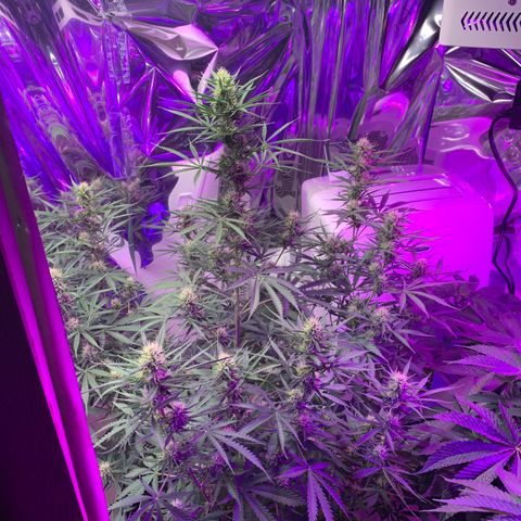 Sour Kush (Autoflower) growlog photo: Coming along nicely!! I hope the enzymes are working!!