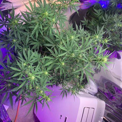 Sour Kush (Autoflower) growlog photo: Flowering Time!