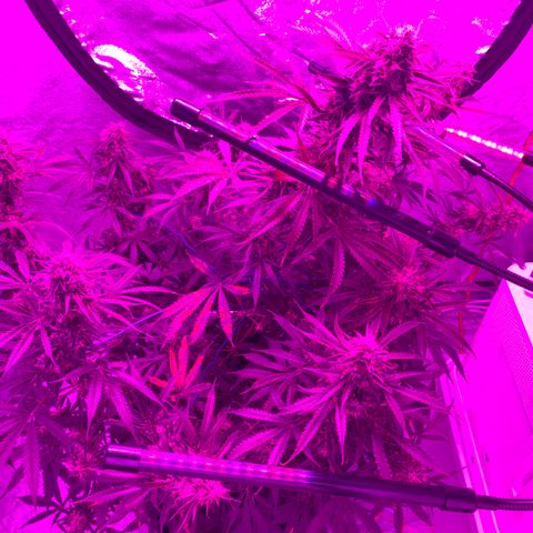 Sour Kush (Autoflower) growlog photo: Almost Time I’m trying to think how I can flush this girl, without trying to move her?