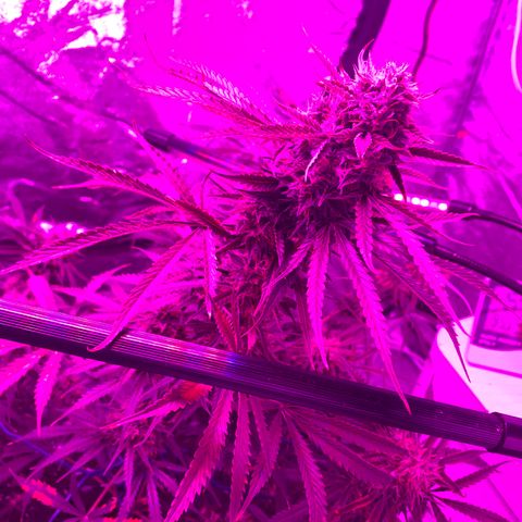 Sour Kush (Autoflower) growlog photo: Almost Time I’m trying to think how I can flush this girl, without trying to move her?