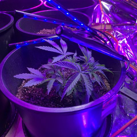 Sour Kush (Autoflower) growlog photo: One of the three has grown a thick stem so I have started LST on it already!