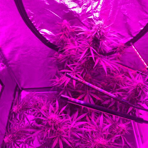 Sour Kush (Autoflower) growlog photo: 2-3 more weeks can’t wait until harvest!