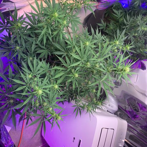 Sour Kush (Autoflower) growlog photo: Flowering Time!