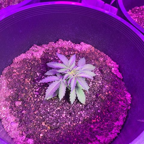 Sour Kush (Autoflower) growlog photo: One of the three has grown a thick stem so I have started LST on it already!
