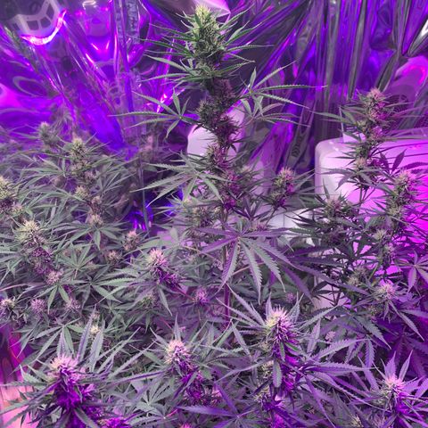 Sour Kush (Autoflower) growlog photo: Coming along nicely!! I hope the enzymes are working!!