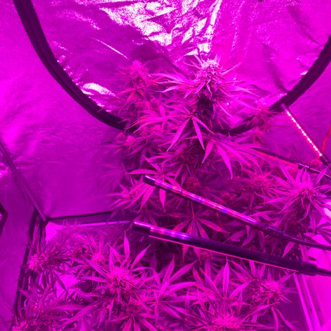 Sour Kush (Autoflower) growlog photo: 2-3 more weeks can’t wait until harvest!