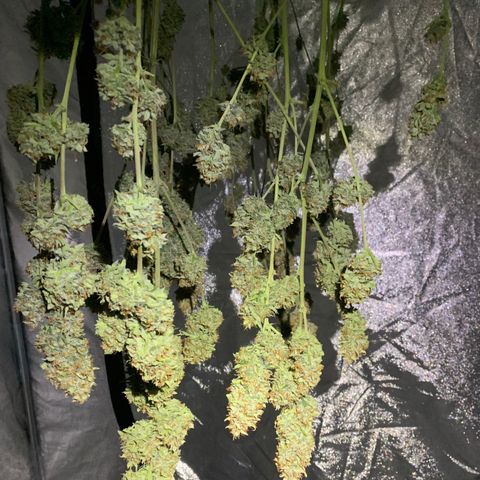 Sour Kush (Autoflower) growlog photo: The wet trim happened 24 hrs ago so here goes day #1. I came home to find the main branch on the floor. I hung it up separately and it seems to be doing well!