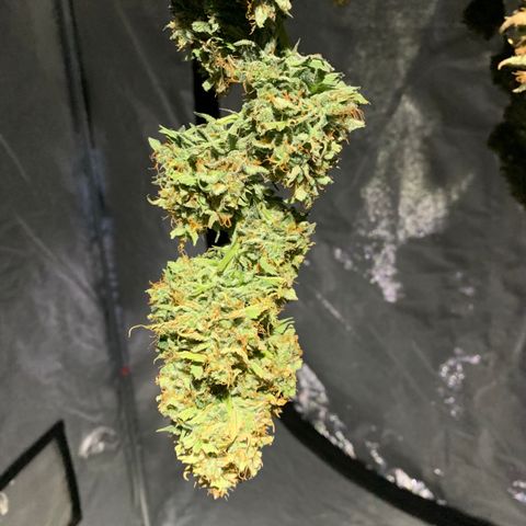 Sour Kush (Autoflower) growlog photo: The wet trim happened 24 hrs ago so here goes day #1. I came home to find the main branch on the floor. I hung it up separately and it seems to be doing well!