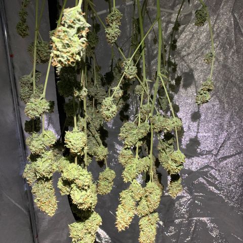 Sour Kush (Autoflower) growlog photo: The wet trim happened 24 hrs ago so here goes day #1. I came home to find the main branch on the floor. I hung it up separately and it seems to be doing well!