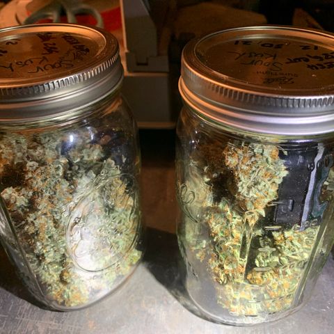 Sour Kush (Autoflower) growlog photo: The jars are being kept in my garage because it’s much cooler than the house that has the heater running. I stored them in my cabinet so they stay in a dark environment.