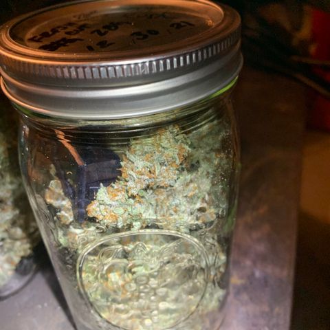 Sour Kush (Autoflower) growlog photo: The jars are being kept in my garage because it’s much cooler than the house that has the heater running. I stored them in my cabinet so they stay in a dark environment.