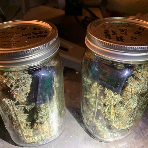 Sour Kush (Autoflower) growlog photo: The jars are being kept in my garage because it’s much cooler than the house that has the heater running. I stored them in my cabinet so they stay in a dark environment.