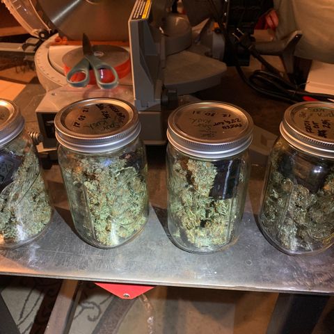 Sour Kush (Autoflower) growlog photo: The jars are being kept in my garage because it’s much cooler than the house that has the heater running. I stored them in my cabinet so they stay in a dark environment.