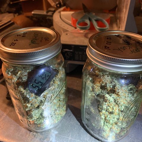Sour Kush (Autoflower) growlog photo: The jars are being kept in my garage because it’s much cooler than the house that has the heater running. I stored them in my cabinet so they stay in a dark environment.