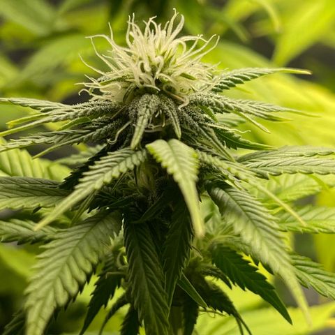 Caramel Apple Fritterz growlog timeline photo