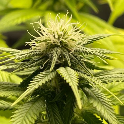 Caramel Apple Fritterz growlog timeline photo