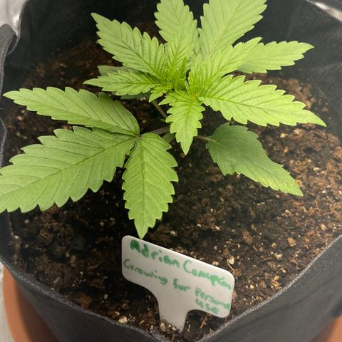 Caramel Apple Fritterz growlog timeline photo