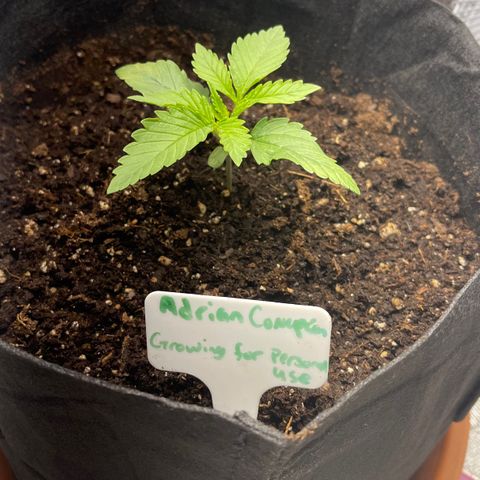 Caramel Apple Fritterz growlog timeline photo