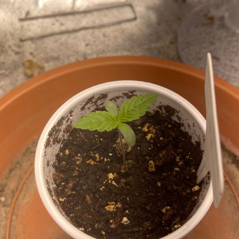 Caramel Apple Fritterz growlog timeline photo