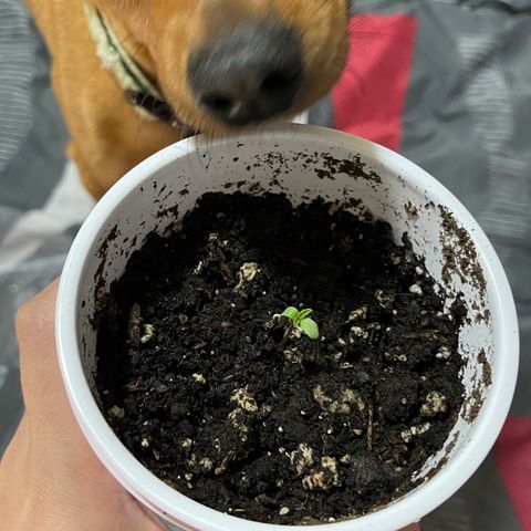 Caramel Apple Fritterz growlog timeline photo