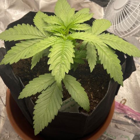 Caramel Apple Fritterz growlog timeline photo