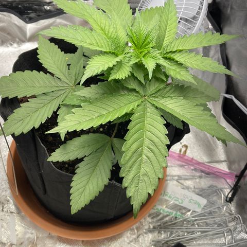 Caramel Apple Fritterz growlog timeline photo