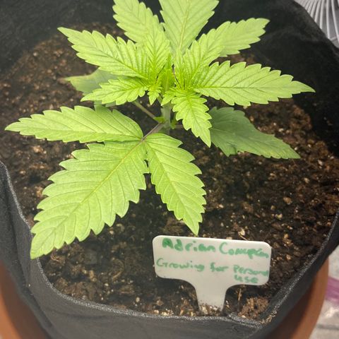 Caramel Apple Fritterz growlog timeline photo