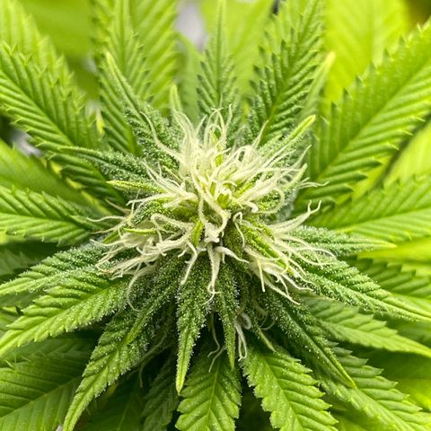 Caramel Apple Fritterz growlog timeline photo