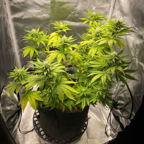 Caramel Apple Fritterz growlog timeline photo