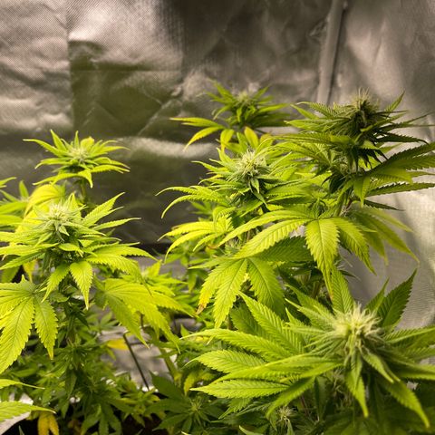 Caramel Apple Fritterz growlog timeline photo