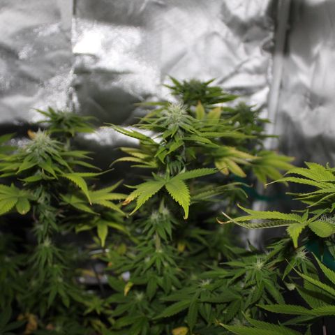 Caramel Apple Fritterz growlog timeline photo