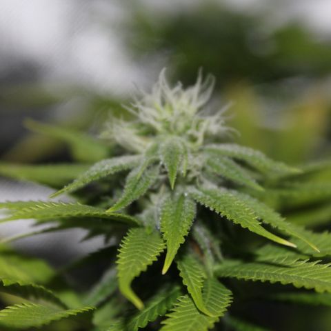 Caramel Apple Fritterz growlog timeline photo