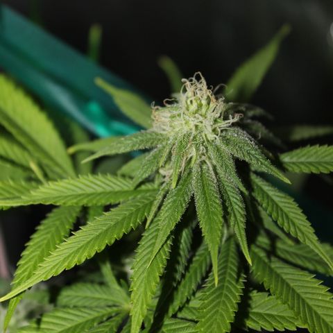 Caramel Apple Fritterz growlog timeline photo
