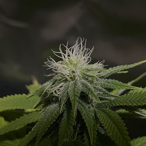 Caramel Apple Fritterz growlog timeline photo