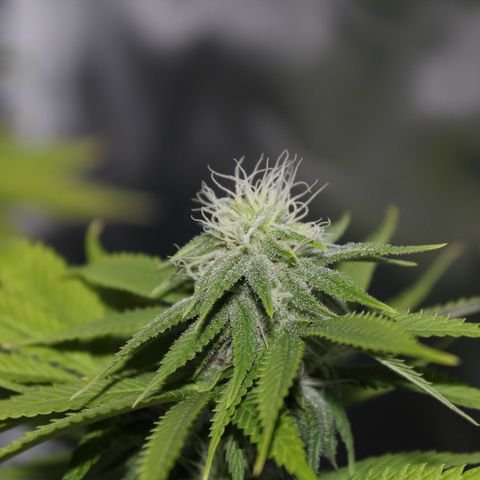 Caramel Apple Fritterz growlog timeline photo